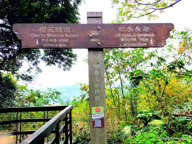 北投復興三路櫻花隧道(Cherry blossoms at Fusin 3th road, Taipei, Taiwan, SJKen, Mar 3, 2022)