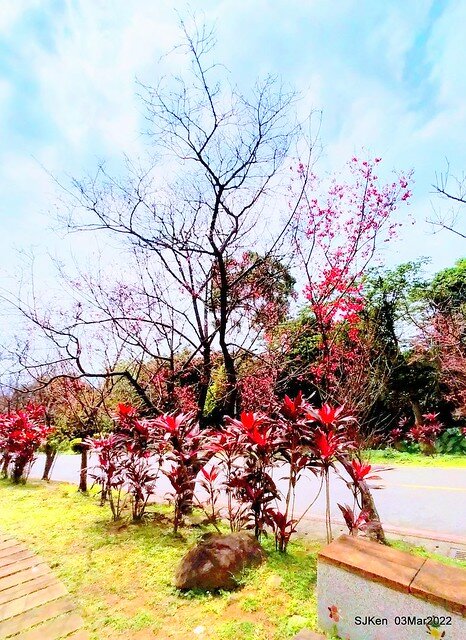北投復興三路櫻花隧道(Cherry blossoms at Fusin 3th road, Taipei, Taiwan, SJKen, Mar 3, 2022)
