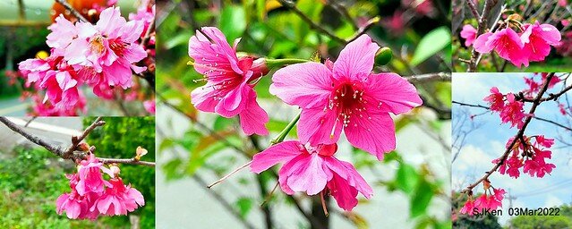 北投復興三路櫻花隧道(Cherry blossoms at Fusin 3th road, Taipei, Taiwan, SJKen, Mar 3, 2022)