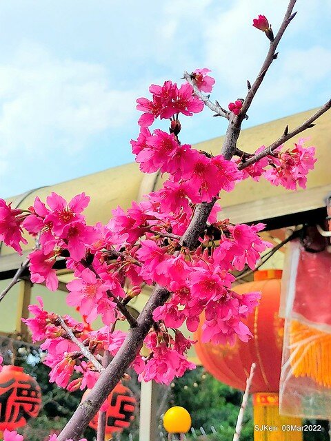 北投復興三路櫻花隧道(Cherry blossoms at Fusin 3th road, Taipei, Taiwan, SJKen, Mar 3, 2022)