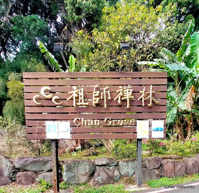 北投復興三路櫻花隧道(Cherry blossoms at Fusin 3th road, Taipei, Taiwan, SJKen, Mar 3, 2022)