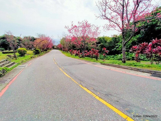 北投復興三路櫻花隧道(Cherry blossoms at Fusin 3th road, Taipei, Taiwan, SJKen, Mar 3, 2022)