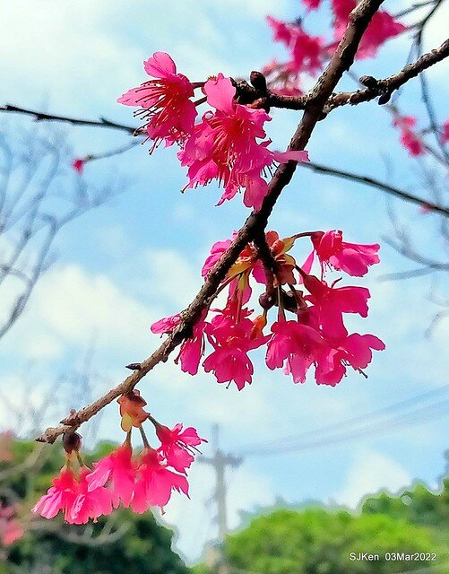 北投復興三路櫻花隧道(Cherry blossoms at Fusin 3th road, Taipei, Taiwan, SJKen, Mar 3, 2022)