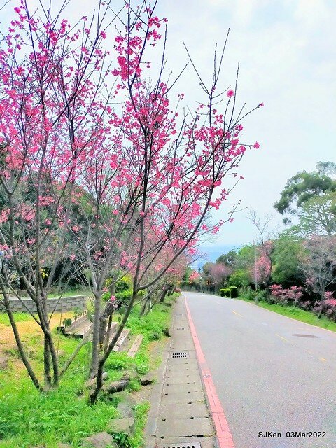 北投復興三路櫻花隧道(Cherry blossoms at Fusin 3th road, Taipei, Taiwan, SJKen, Mar 3, 2022)