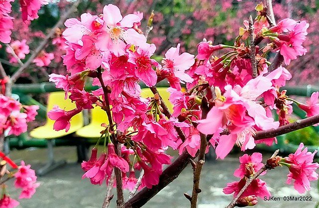 北投復興三路櫻花隧道(Cherry blossoms at Fusin 3th road, Taipei, Taiwan, SJKen, Mar 3, 2022)