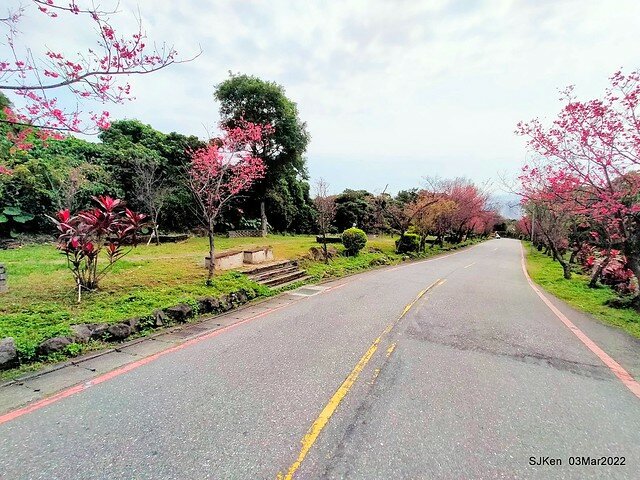北投復興三路櫻花隧道(Cherry blossoms at Fusin 3th road, Taipei, Taiwan, SJKen, Mar 3, 2022)