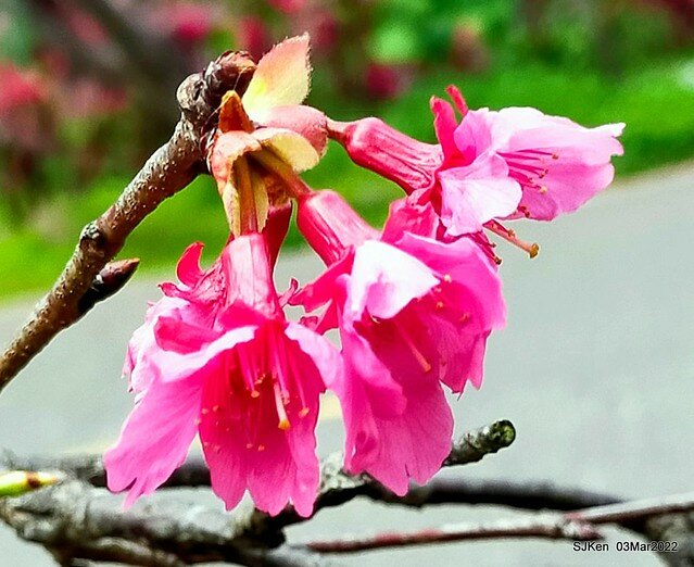 北投復興三路櫻花隧道(Cherry blossoms at Fusin 3th road, Taipei, Taiwan, SJKen, Mar 3, 2022)