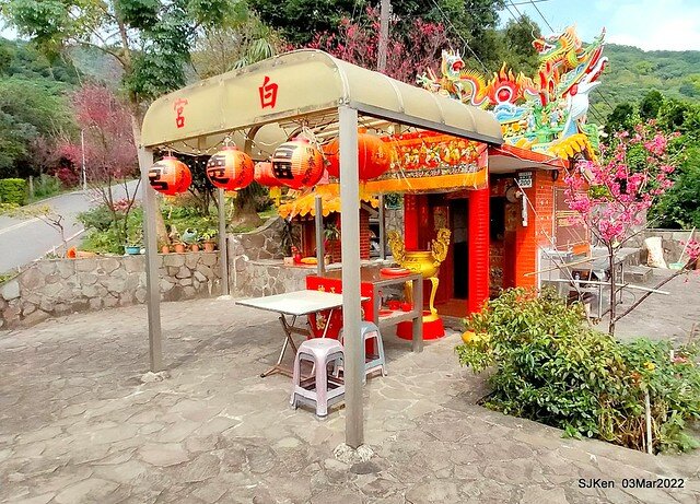 北投復興三路櫻花隧道(Cherry blossoms at Fusin 3th road, Taipei, Taiwan, SJKen, Mar 3, 2022)