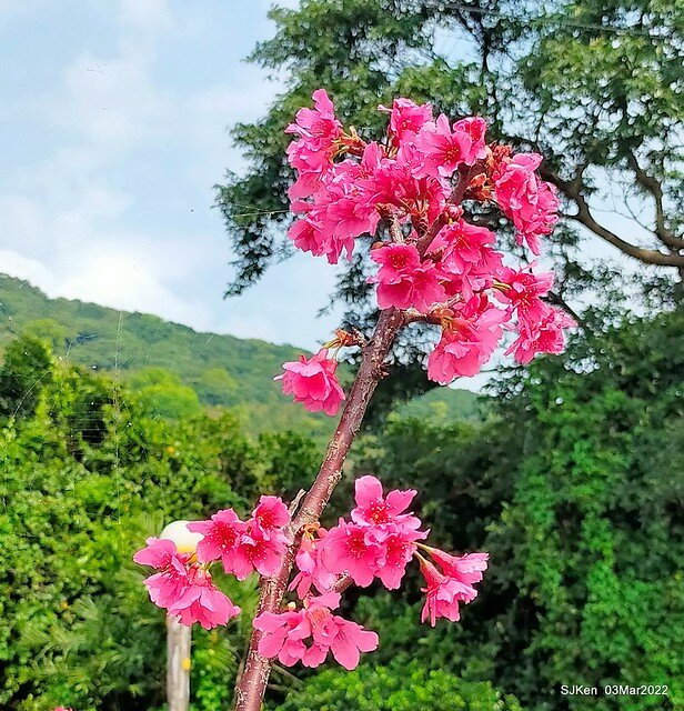 北投復興三路櫻花隧道(Cherry blossoms at Fusin 3th road, Taipei, Taiwan, SJKen, Mar 3, 2022)