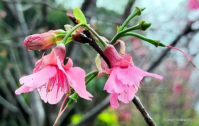 北投復興三路櫻花隧道(Cherry blossoms at Fusin 3th road, Taipei, Taiwan, SJKen, Mar 3, 2022)