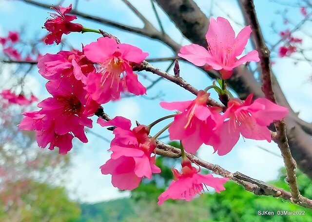 北投復興三路櫻花隧道(Cherry blossoms at Fusin 3th road, Taipei, Taiwan, SJKen, Mar 3, 2022)