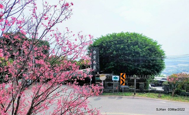 北投復興三路櫻花隧道(Cherry blossoms at Fusin 3th road, Taipei, Taiwan, SJKen, Mar 3, 2022)