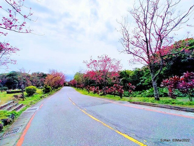 北投復興三路櫻花隧道(Cherry blossoms at Fusin 3th road, Taipei, Taiwan, SJKen, Mar 3, 2022)
