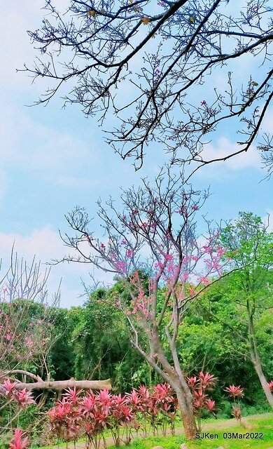 北投復興三路櫻花隧道(Cherry blossoms at Fusin 3th road, Taipei, Taiwan, SJKen, Mar 3, 2022)