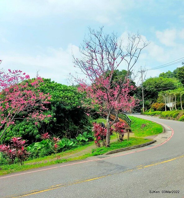 北投復興三路櫻花隧道(Cherry blossoms at Fusin 3th road, Taipei, Taiwan, SJKen, Mar 3, 2022)
