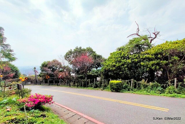 北投復興三路櫻花隧道(Cherry blossoms at Fusin 3th road, Taipei, Taiwan, SJKen, Mar 3, 2022)