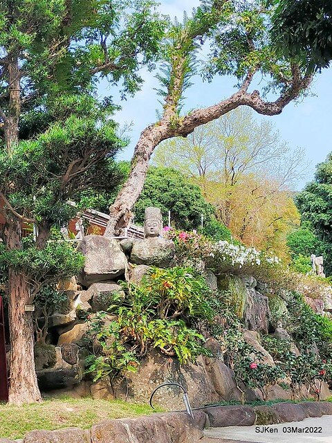 北投復興三路櫻花隧道(Cherry blossoms at Fusin 3th road, Taipei, Taiwan, SJKen, Mar 3, 2022)