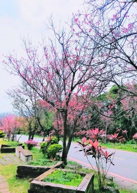 北投復興三路櫻花隧道(Cherry blossoms at Fusin 3th road, Taipei, Taiwan, SJKen, Mar 3, 2022)