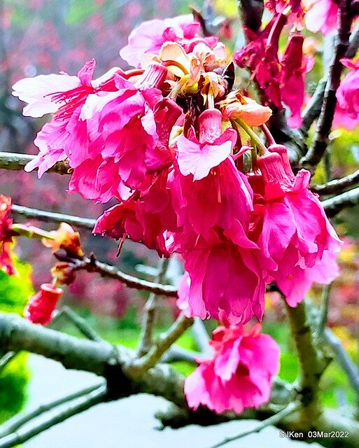 北投復興三路櫻花隧道(Cherry blossoms at Fusin 3th road, Taipei, Taiwan, SJKen, Mar 3, 2022)