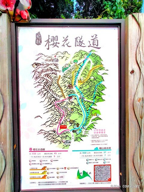 北投復興三路櫻花隧道(Cherry blossoms at Fusin 3th road, Taipei, Taiwan, SJKen, Mar 3, 2022)