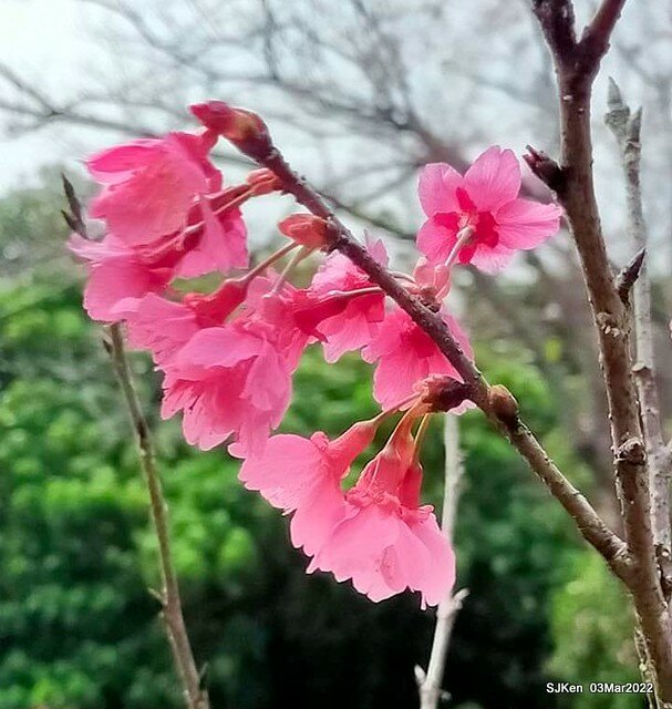 北投復興三路櫻花隧道(Cherry blossoms at Fusin 3th road, Taipei, Taiwan, SJKen, Mar 3, 2022)