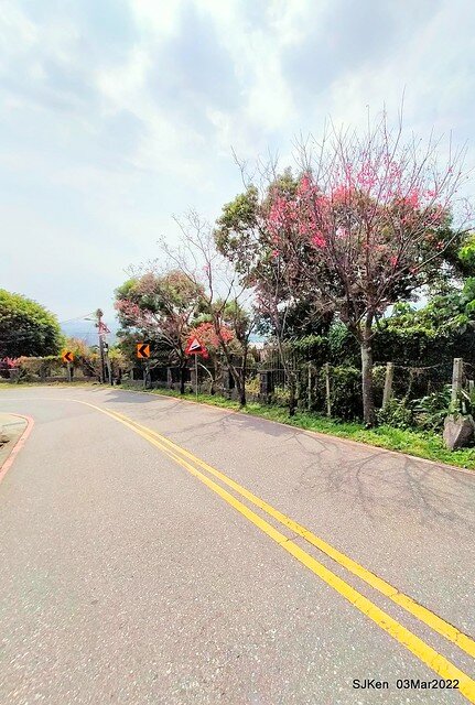 北投復興三路櫻花隧道(Cherry blossoms at Fusin 3th road, Taipei, Taiwan, SJKen, Mar 3, 2022)
