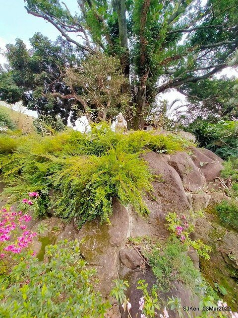 北投復興三路櫻花隧道(Cherry blossoms at Fusin 3th road, Taipei, Taiwan, SJKen, Mar 3, 2022)