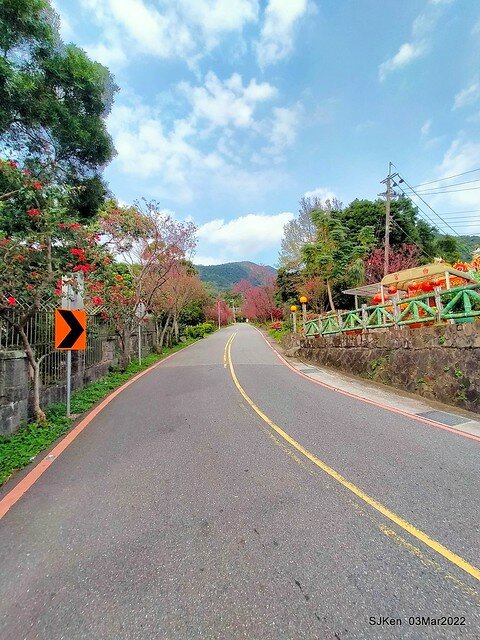 北投復興三路櫻花隧道(Cherry blossoms at Fusin 3th road, Taipei, Taiwan, SJKen, Mar 3, 2022)