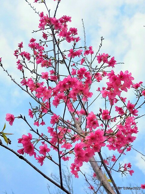 北投復興三路櫻花隧道(Cherry blossoms at Fusin 3th road, Taipei, Taiwan, SJKen, Mar 3, 2022)