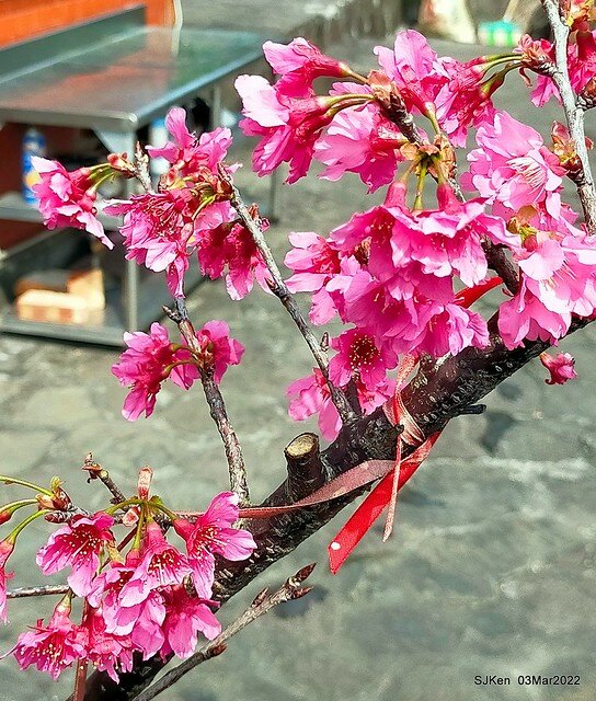 北投復興三路櫻花隧道(Cherry blossoms at Fusin 3th road, Taipei, Taiwan, SJKen, Mar 3, 2022)