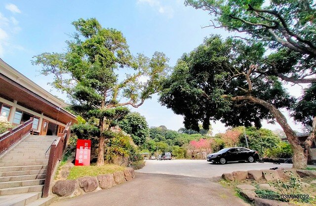 北投復興三路櫻花隧道(Cherry blossoms at Fusin 3th road, Taipei, Taiwan, SJKen, Mar 3, 2022)