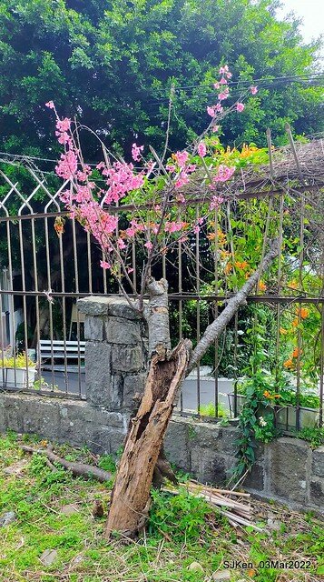 北投復興三路櫻花隧道(Cherry blossoms at Fusin 3th road, Taipei, Taiwan, SJKen, Mar 3, 2022)
