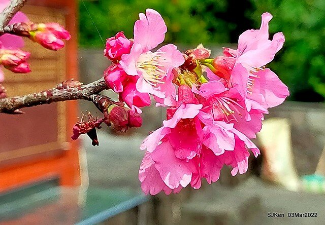 北投復興三路櫻花隧道(Cherry blossoms at Fusin 3th road, Taipei, Taiwan, SJKen, Mar 3, 2022)