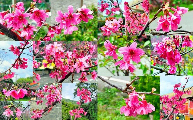 北投復興三路櫻花隧道(Cherry blossoms at Fusin 3th road, Taipei, Taiwan, SJKen, Mar 3, 2022)