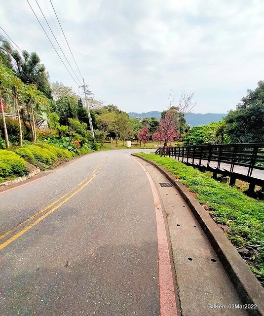 北投復興三路櫻花隧道(Cherry blossoms at Fusin 3th road, Taipei, Taiwan, SJKen, Mar 3, 2022)