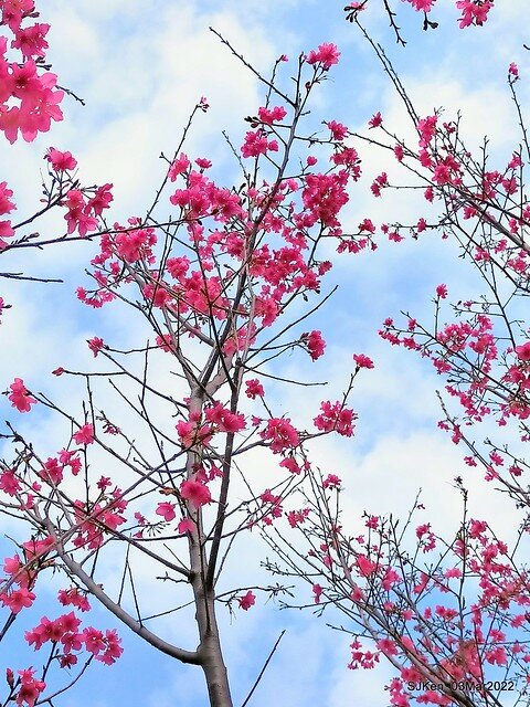 北投復興三路櫻花隧道(Cherry blossoms at Fusin 3th road, Taipei, Taiwan, SJKen, Mar 3, 2022)