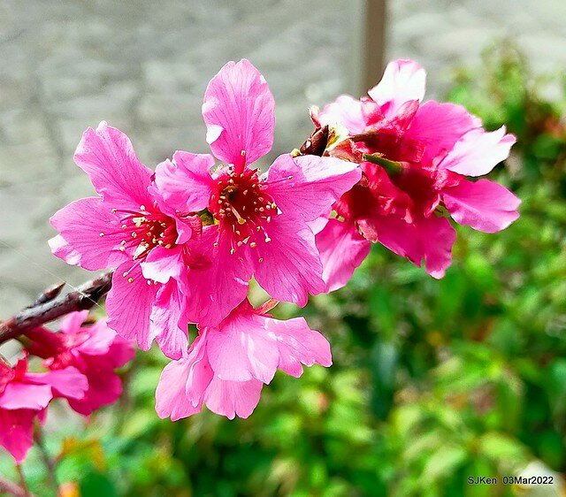 北投復興三路櫻花隧道(Cherry blossoms at Fusin 3th road, Taipei, Taiwan, SJKen, Mar 3, 2022)