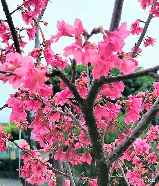 北投復興三路櫻花隧道(Cherry blossoms at Fusin 3th road, Taipei, Taiwan, SJKen, Mar 3, 2022)