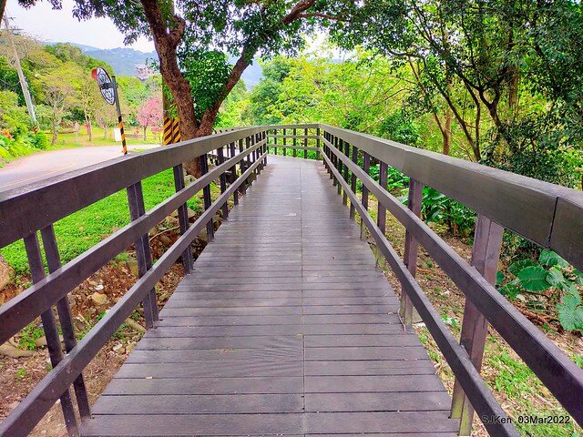 北投復興三路櫻花隧道(Cherry blossoms at Fusin 3th road, Taipei, Taiwan, SJKen, Mar 3, 2022)