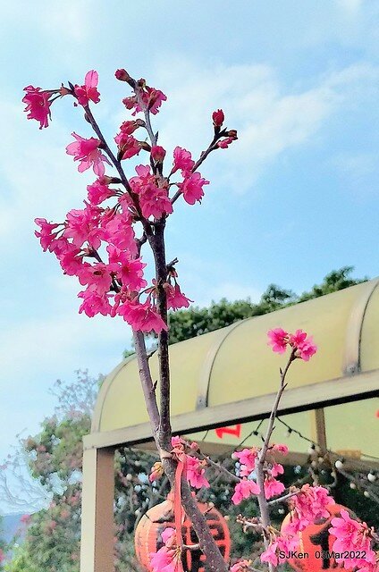 北投復興三路櫻花隧道(Cherry blossoms at Fusin 3th road, Taipei, Taiwan, SJKen, Mar 3, 2022)
