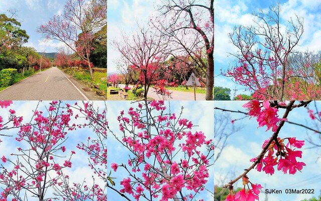 北投復興三路櫻花隧道(Cherry blossoms at Fusin 3th road, Taipei, Taiwan, SJKen, Mar 3, 2022)