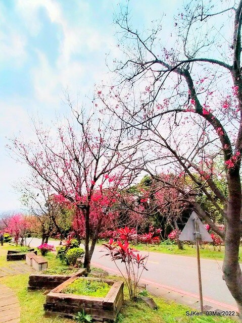 北投復興三路櫻花隧道(Cherry blossoms at Fusin 3th road, Taipei, Taiwan, SJKen, Mar 3, 2022)
