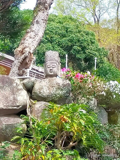 北投復興三路櫻花隧道(Cherry blossoms at Fusin 3th road, Taipei, Taiwan, SJKen, Mar 3, 2022)