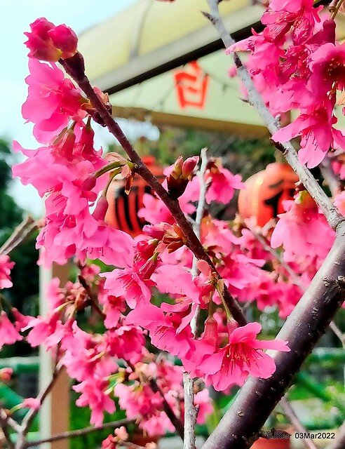 北投復興三路櫻花隧道(Cherry blossoms at Fusin 3th road, Taipei, Taiwan, SJKen, Mar 3, 2022)