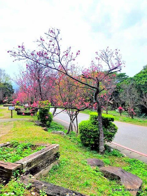 北投復興三路櫻花隧道(Cherry blossoms at Fusin 3th road, Taipei, Taiwan, SJKen, Mar 3, 2022)