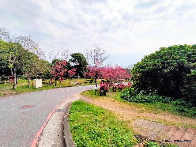 北投復興三路櫻花隧道(Cherry blossoms at Fusin 3th road, Taipei, Taiwan, SJKen, Mar 3, 2022)