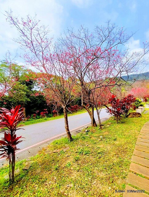 北投復興三路櫻花隧道(Cherry blossoms at Fusin 3th road, Taipei, Taiwan, SJKen, Mar 3, 2022)