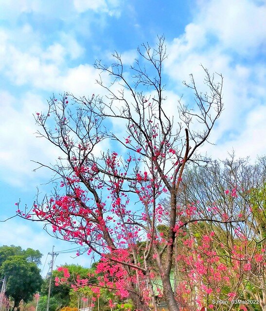 北投復興三路櫻花隧道(Cherry blossoms at Fusin 3th road, Taipei, Taiwan, SJKen, Mar 3, 2022)