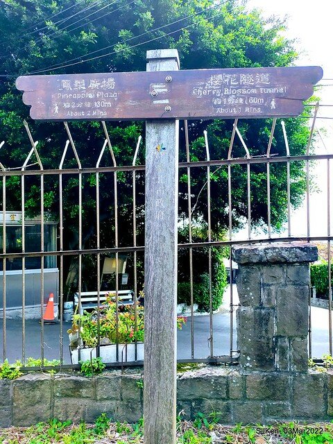 北投復興三路櫻花隧道(Cherry blossoms at Fusin 3th road, Taipei, Taiwan, SJKen, Mar 3, 2022)