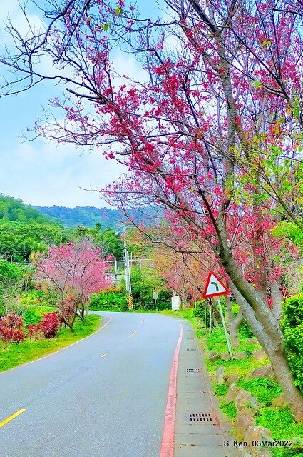 北投復興三路櫻花隧道(Cherry blossoms at Fusin 3th road, Taipei, Taiwan, SJKen, Mar 3, 2022)